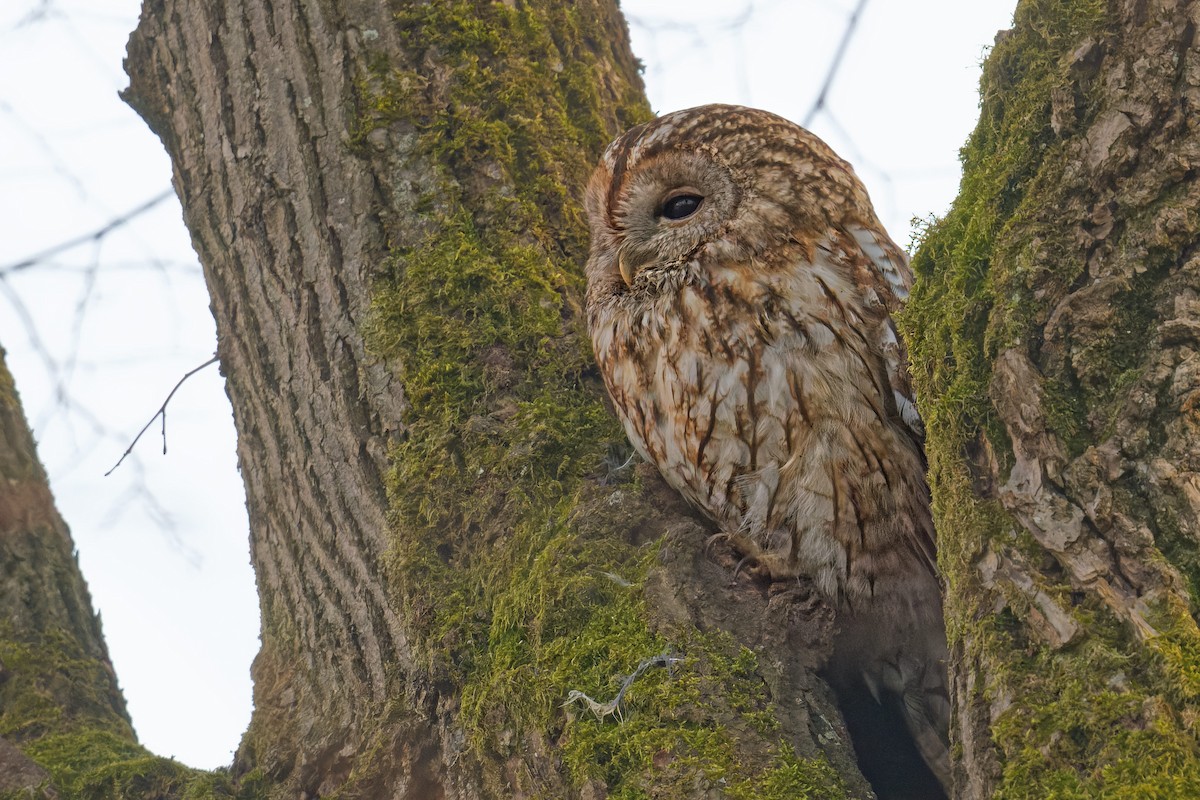 モリフクロウ - ML645122318