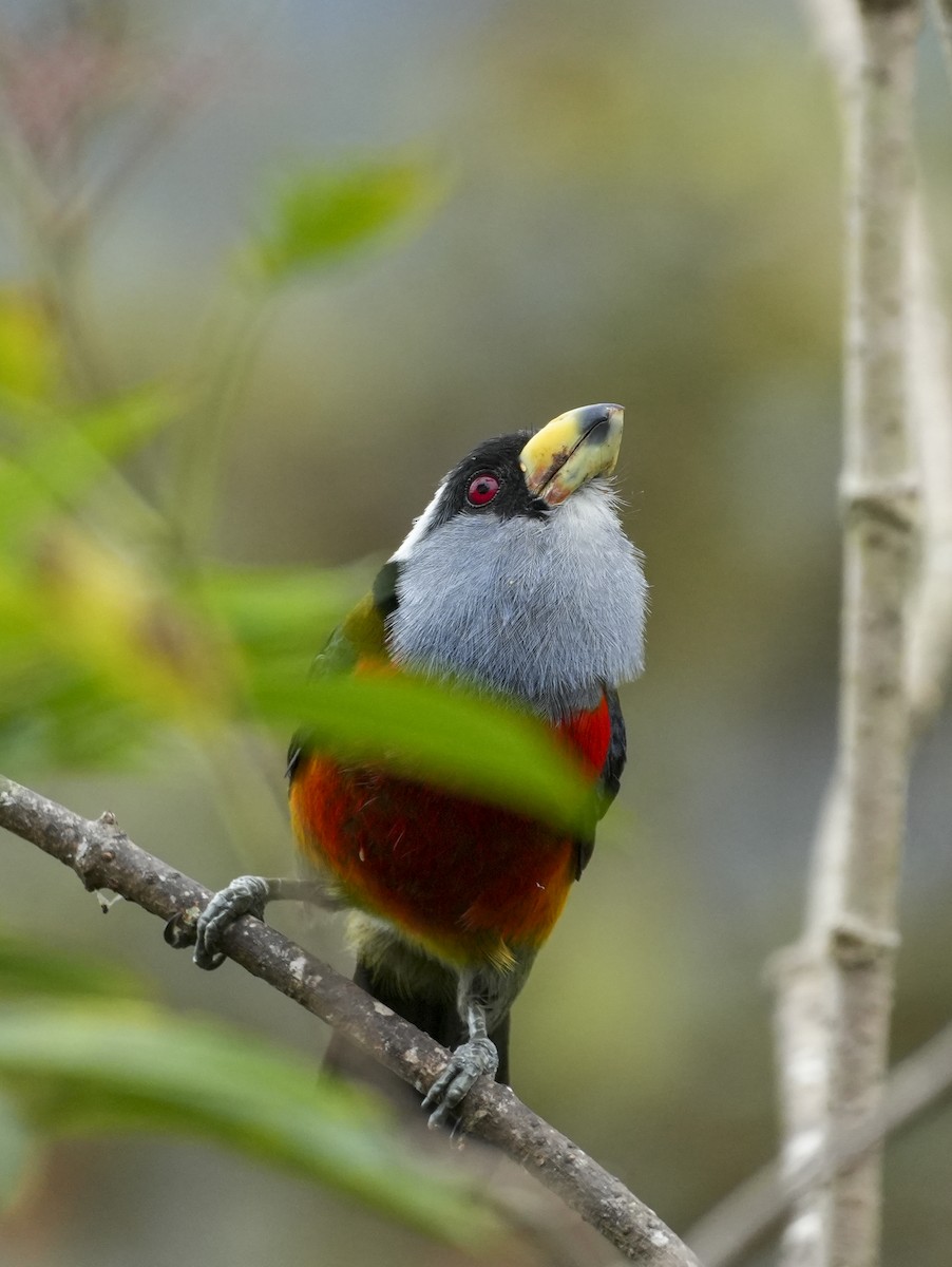 Toucan Barbet - ML645122327