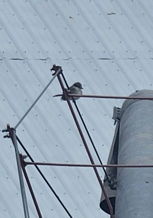 Gray Kingbird - ML645122328