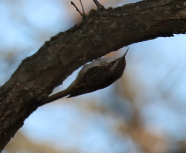 Brown Creeper - ML645122329