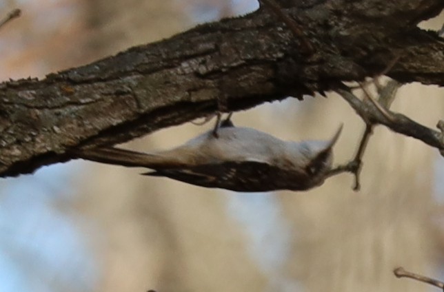 Brown Creeper - ML645122330