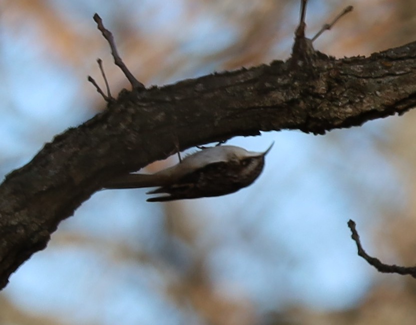 Brown Creeper - ML645122331