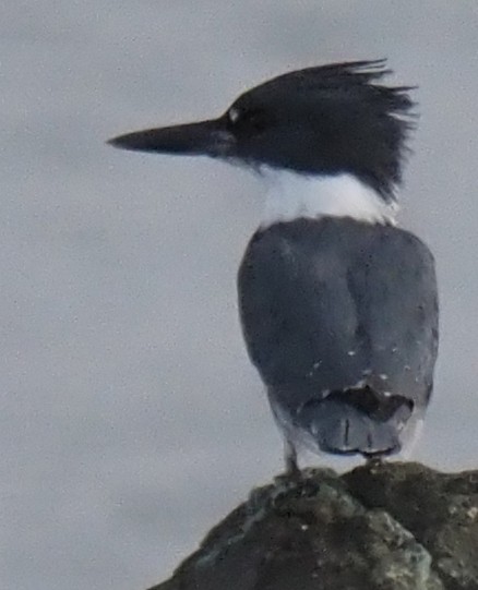 Belted Kingfisher - ML645122332