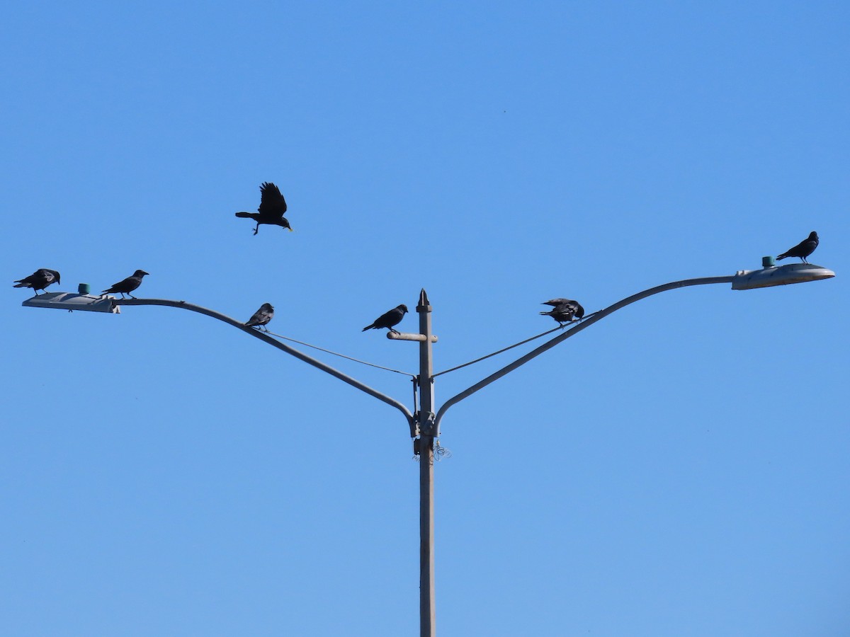 Fish Crow - ML645122333