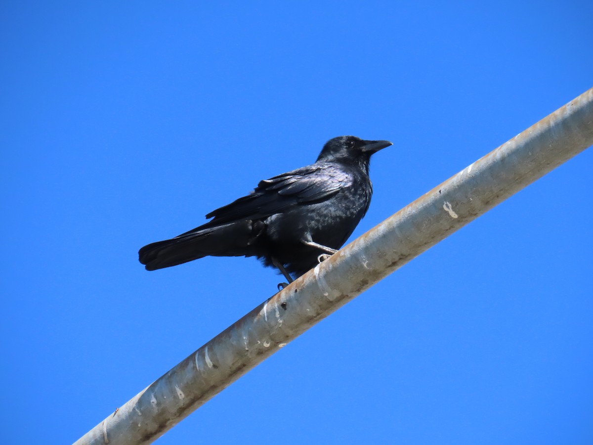 Fish Crow - ML645122334