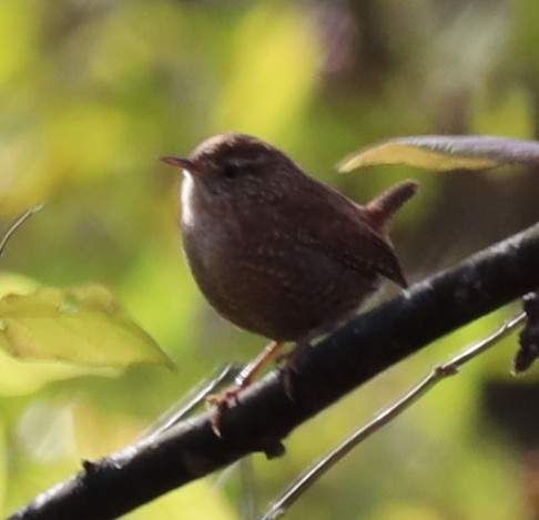 střízlík kanadský - ML645122347