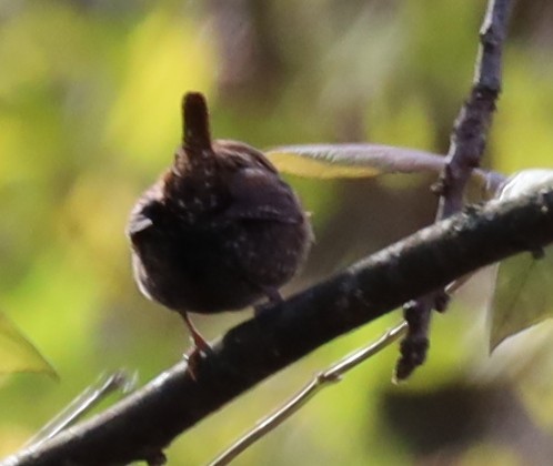 střízlík kanadský - ML645122348