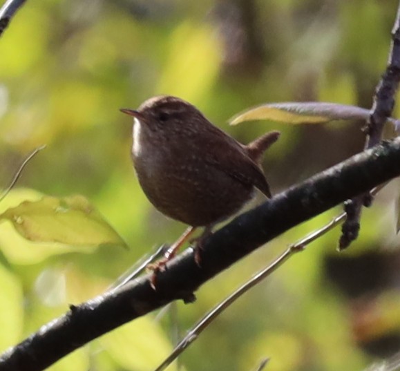 střízlík kanadský - ML645122349