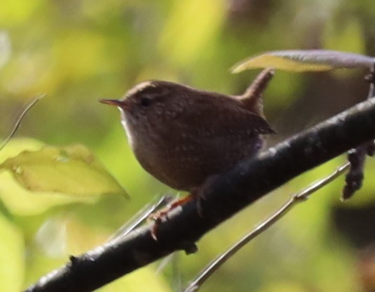 střízlík kanadský - ML645122350