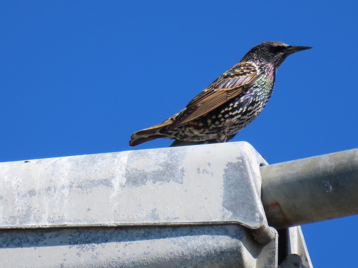 European Starling - ML645122356