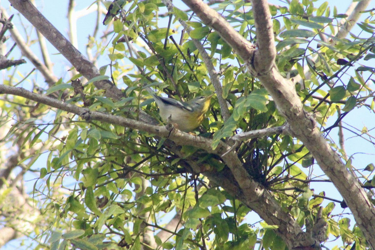 stryparula - ML645122362