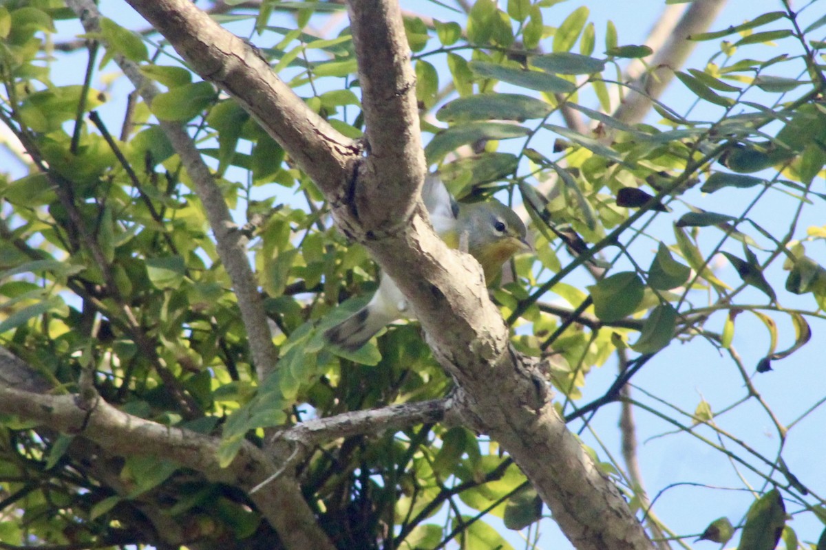 stryparula - ML645122368