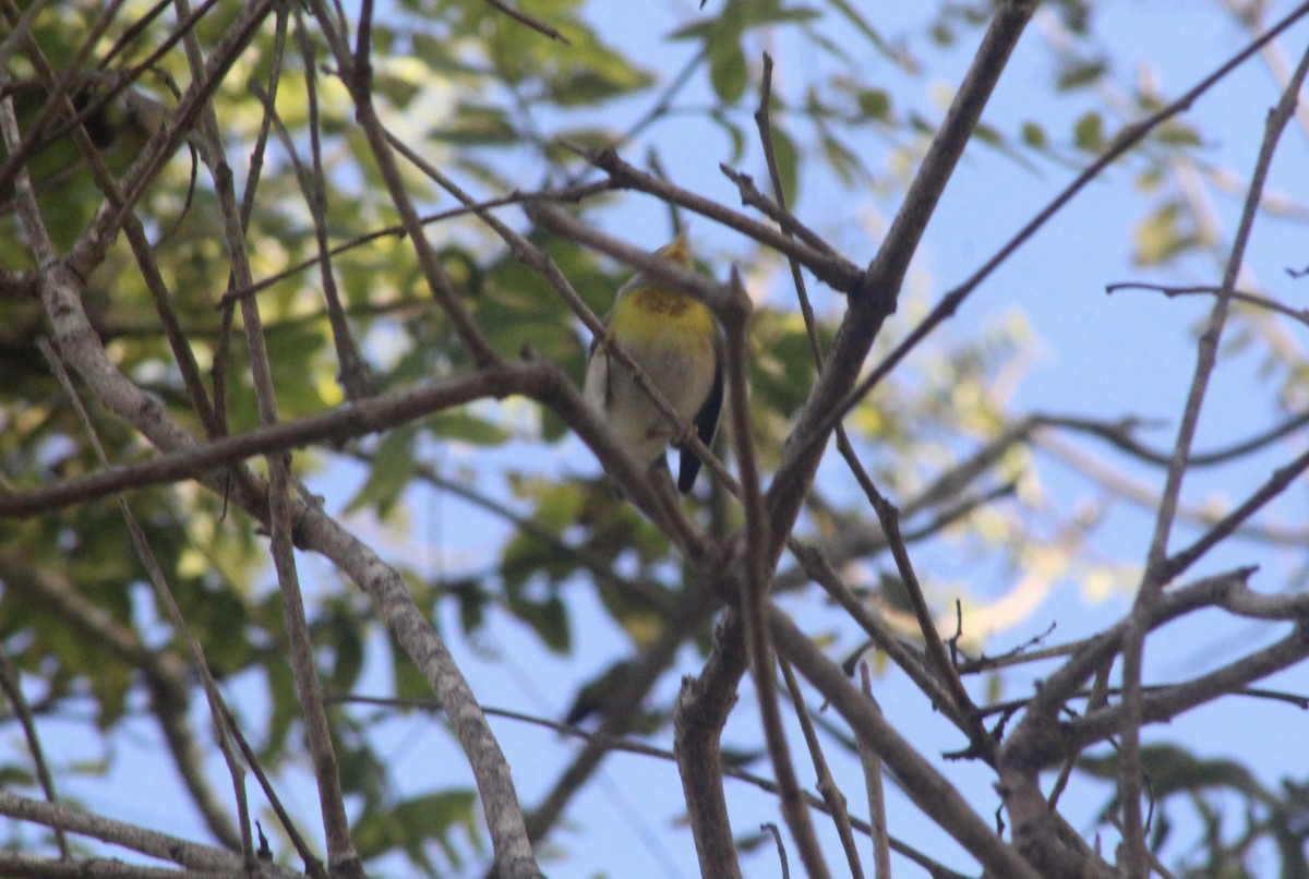 stryparula - ML645122379