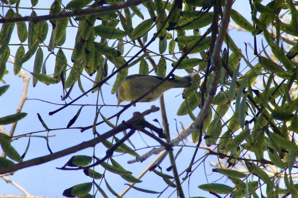 stryparula - ML645122384