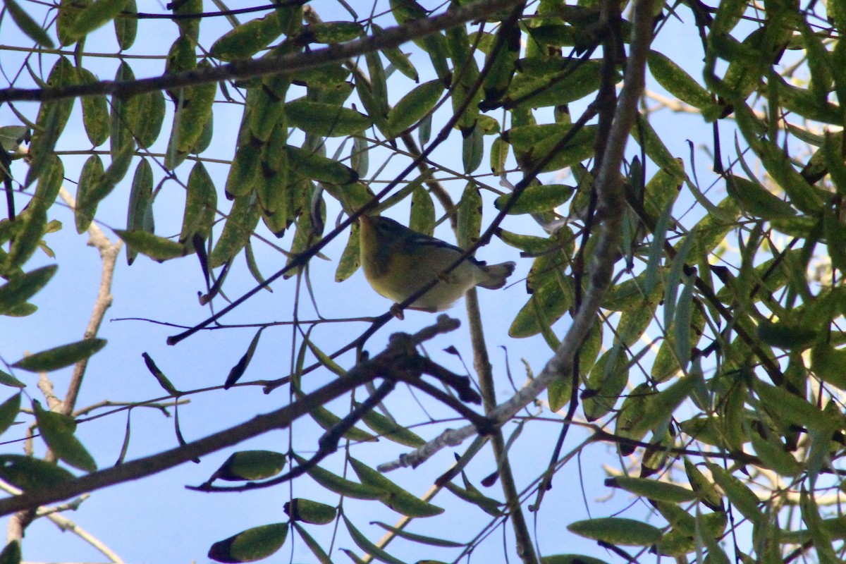 stryparula - ML645122389