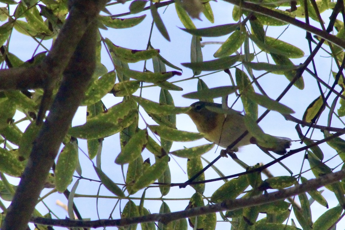 stryparula - ML645122393