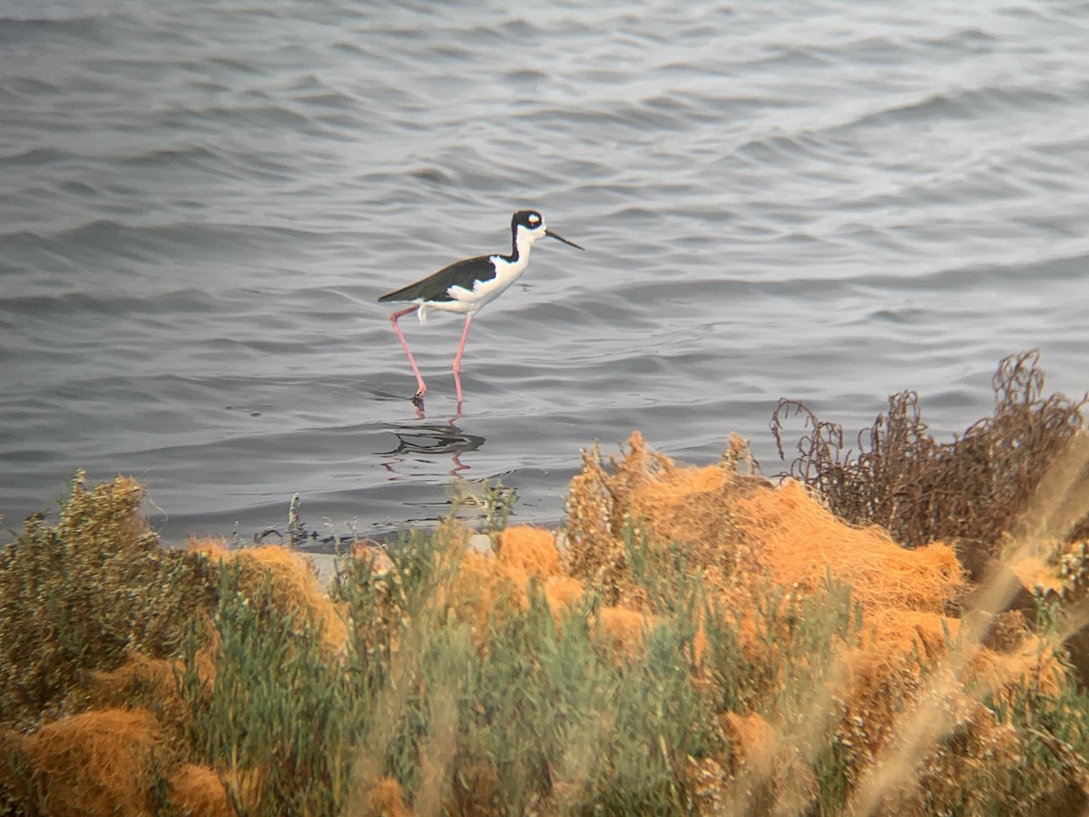 Black-necked Stilt - ML645122405