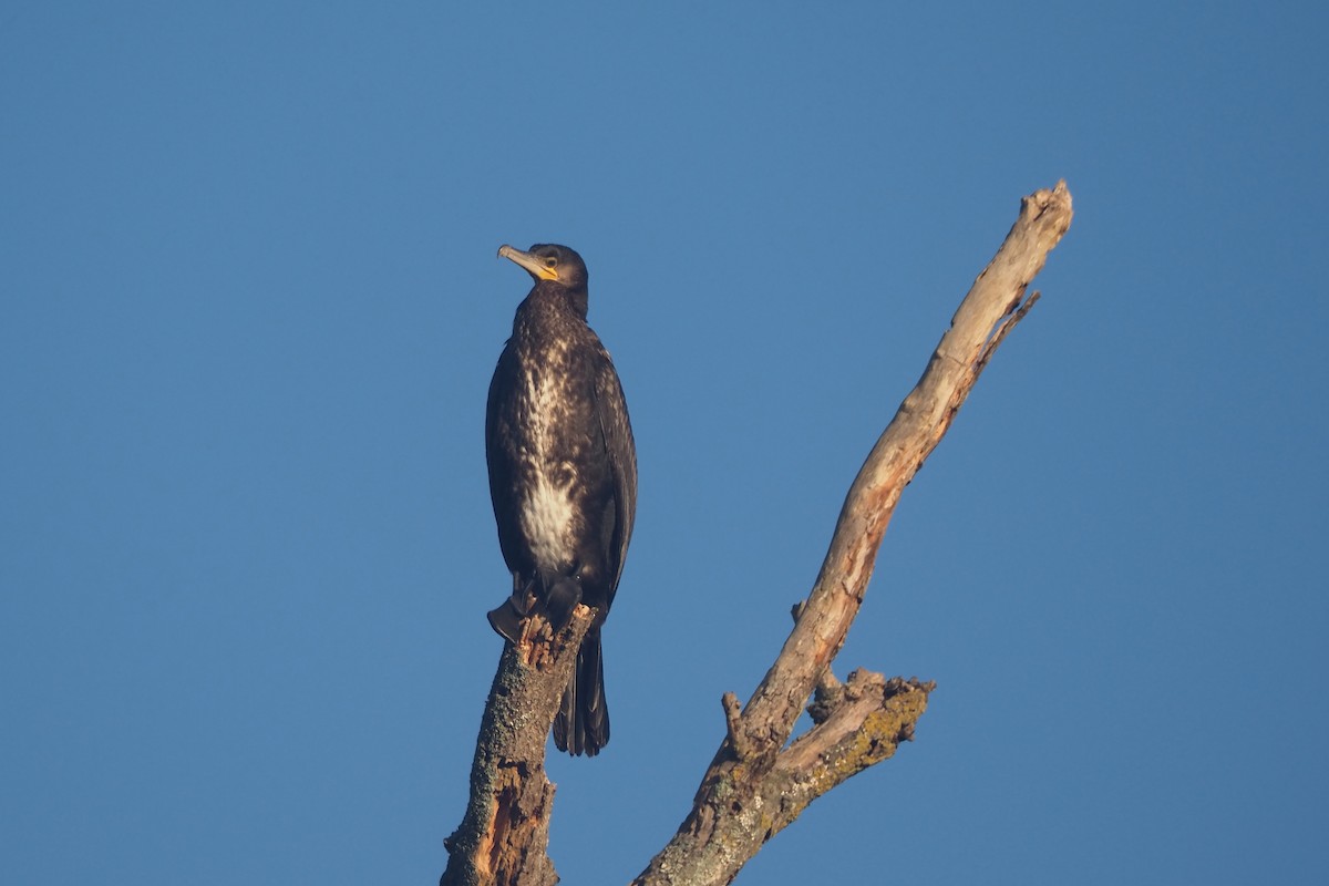 Great Cormorant - ML645122409