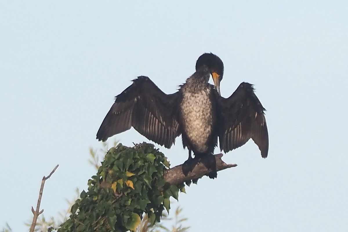 Great Cormorant - ML645122419