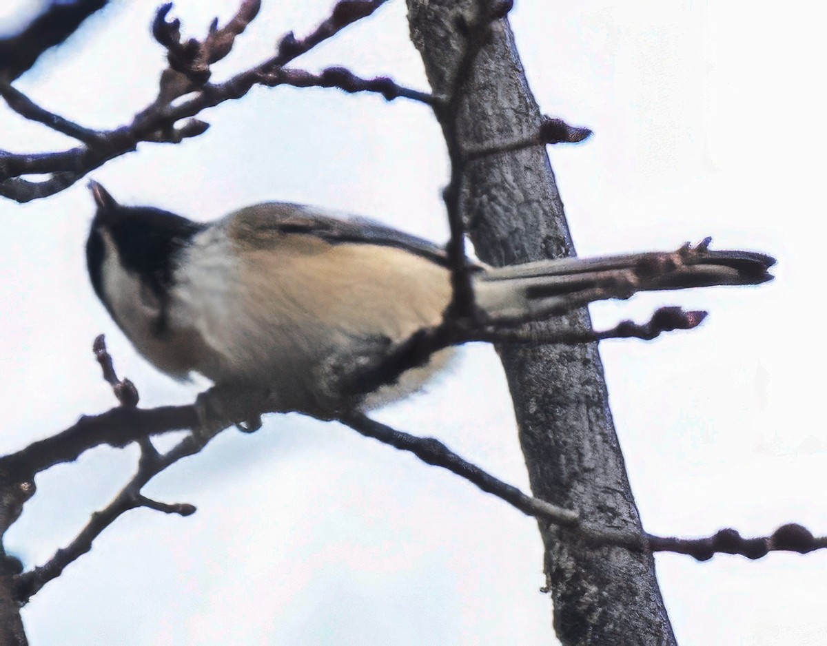 Black-capped Chickadee - ML645122426
