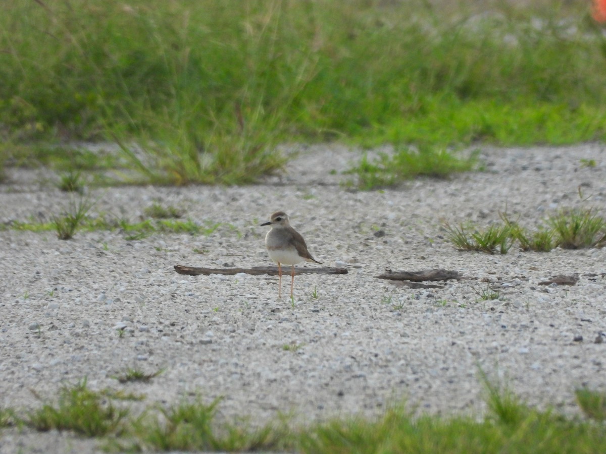 Oriental Plover - ML645122435