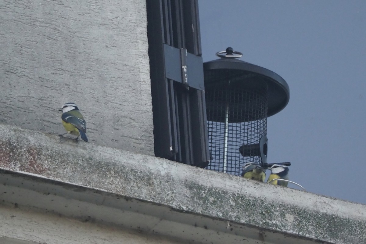 Eurasian Blue Tit - ML645122438