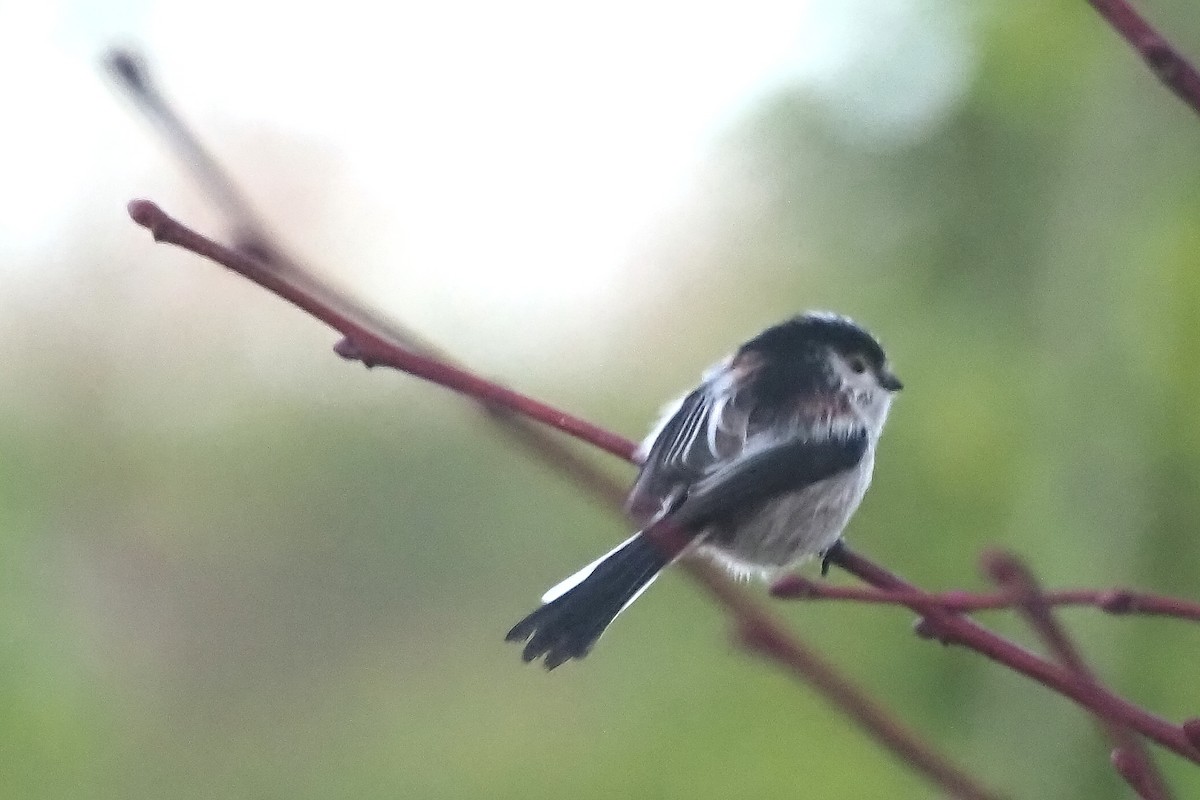 Long-tailed Tit - ML645122465