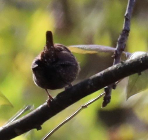 střízlík kanadský - ML645122479