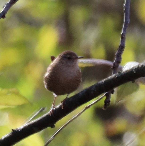 střízlík kanadský - ML645122480