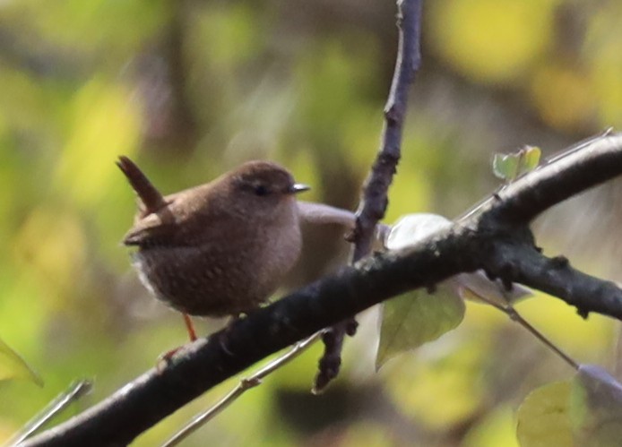 střízlík kanadský - ML645122481