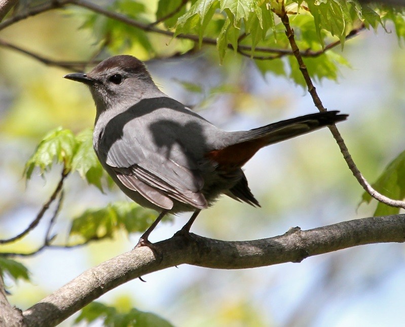 Gray Catbird - ML645122484