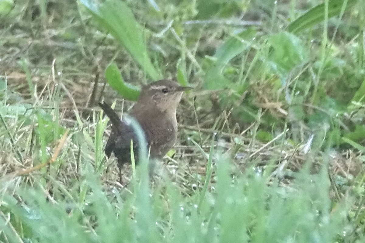 Eurasian Wren - ML645122487
