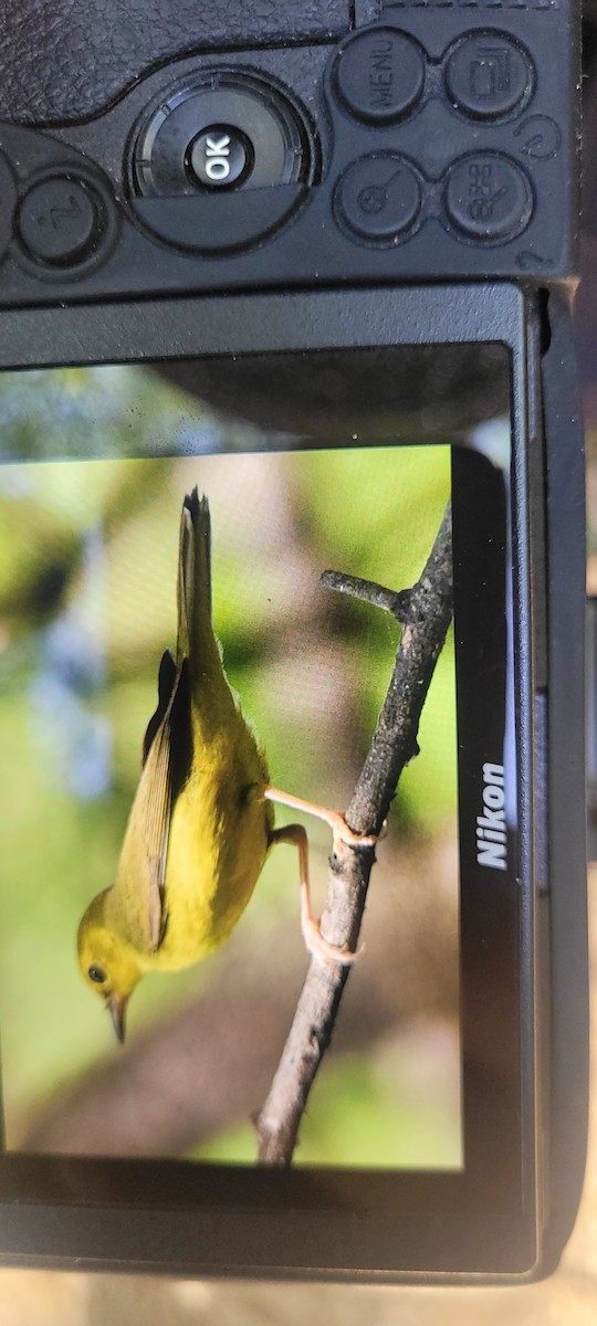 Hooded Warbler - ML645122507