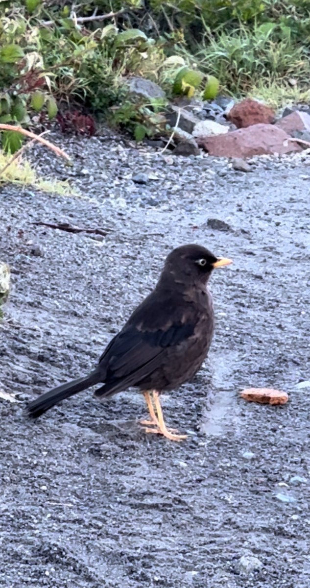 Merle fuligineux - ML645122512