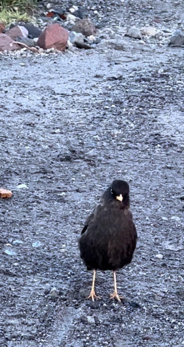 Merle fuligineux - ML645122513