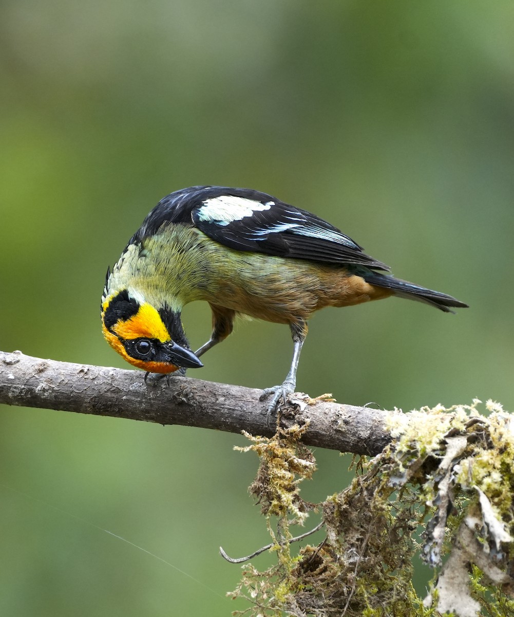 Flame-faced Tanager - ML645122517