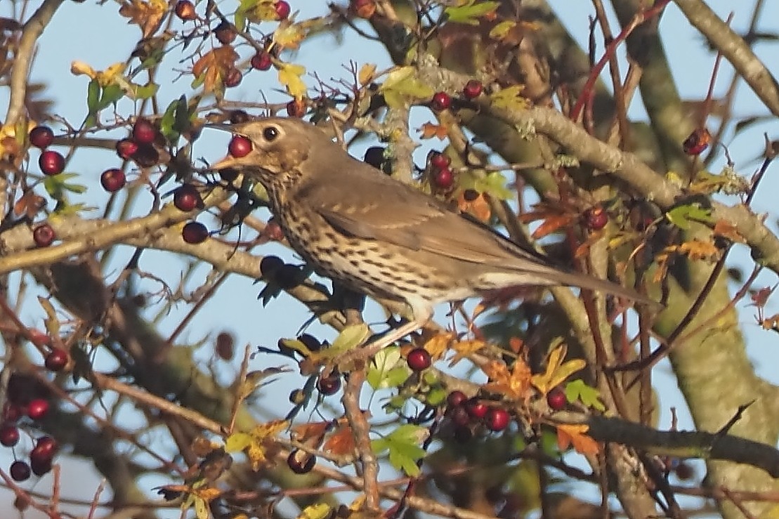 Song Thrush - ML645122524