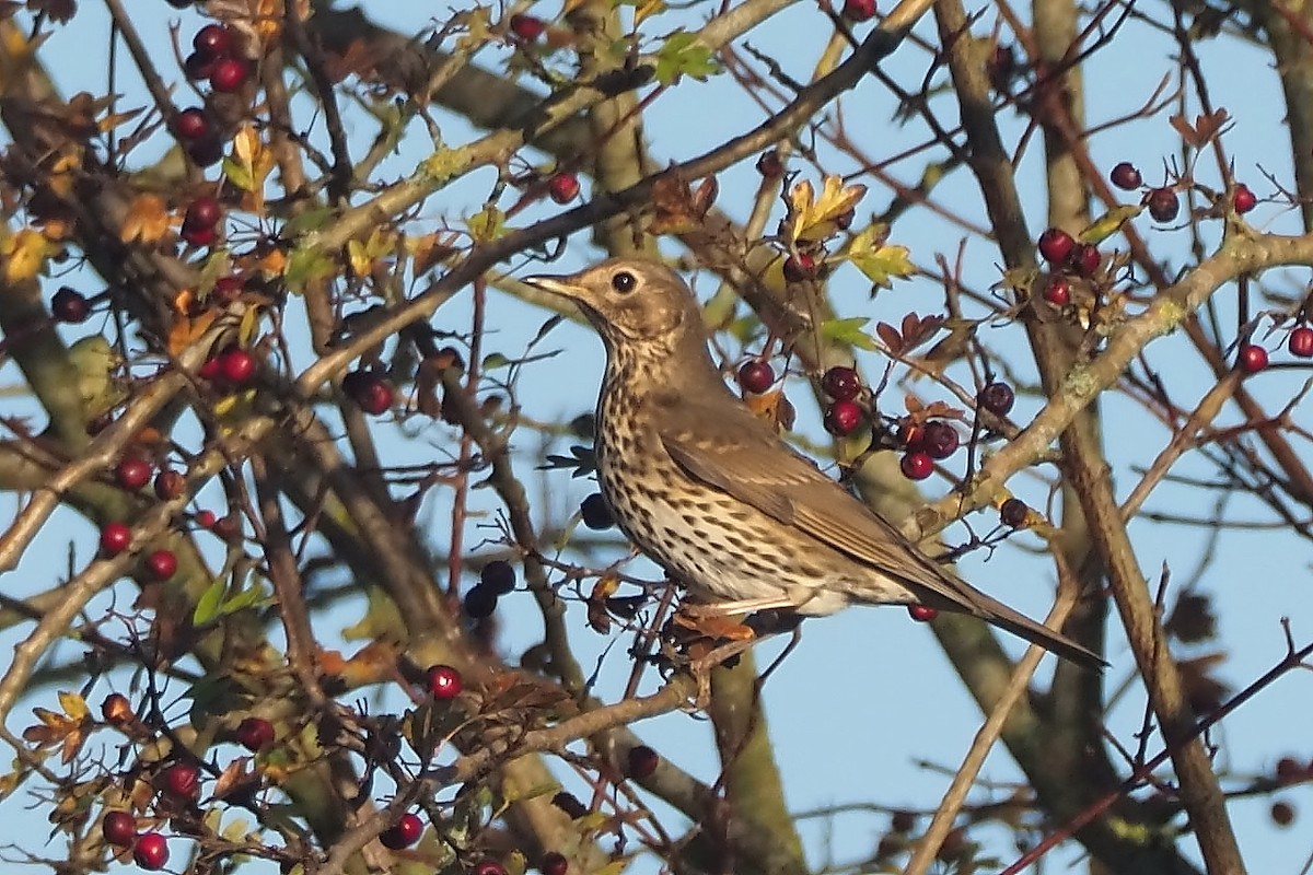 Song Thrush - ML645122525