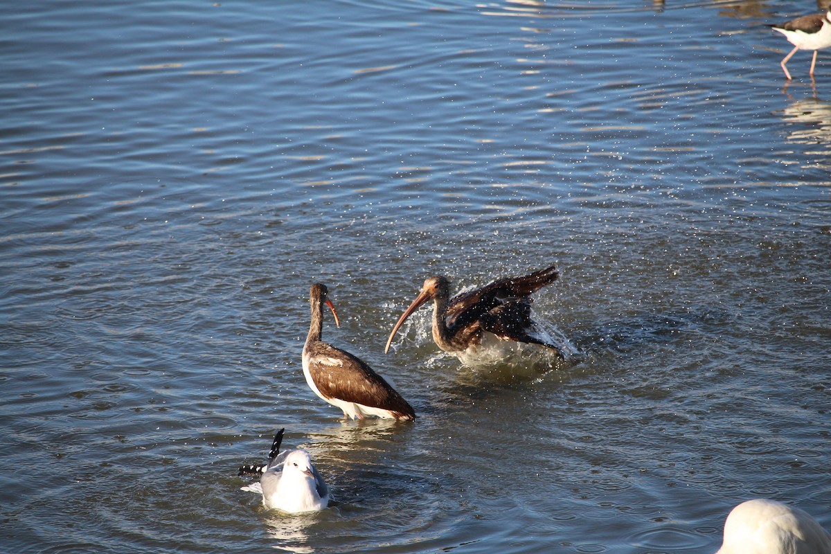 White Ibis - ML645122528
