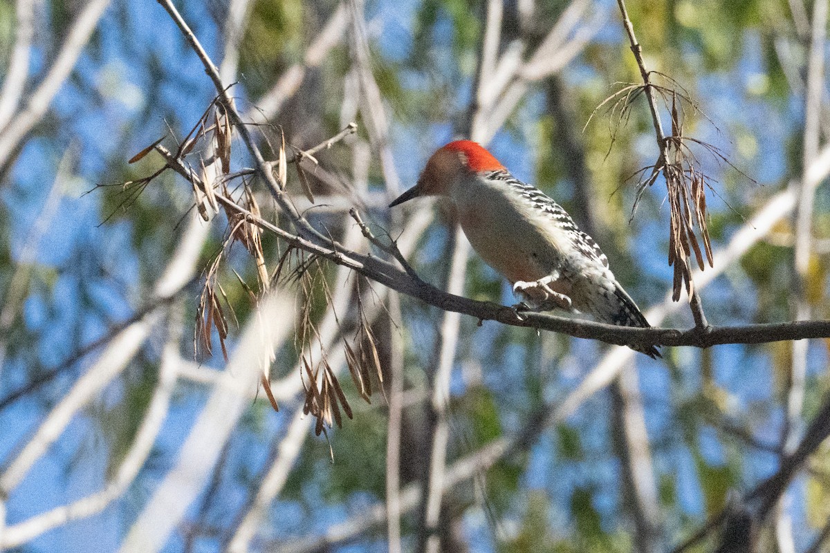 Carolinaspecht - ML645122534