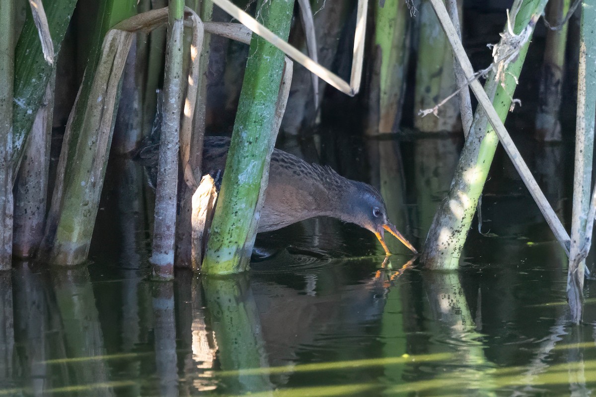 Virginia Rail - ML645122542