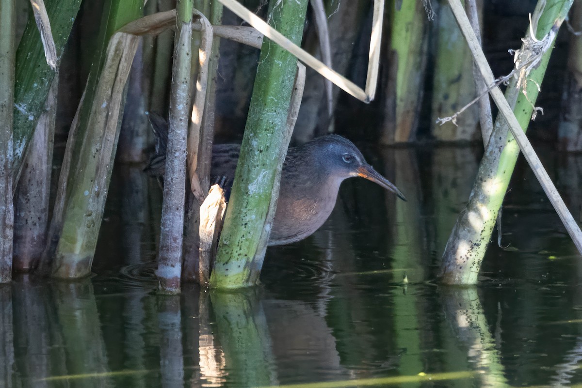 Virginia Rail - ML645122544