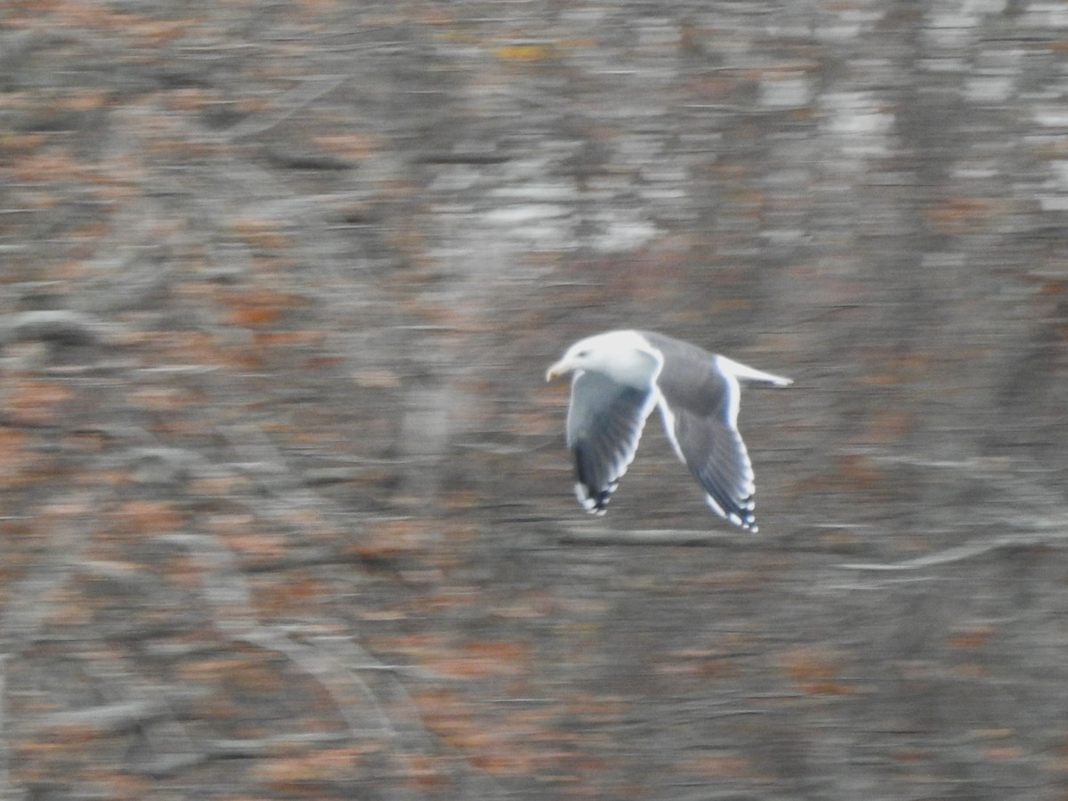 Büyük Kara Sırtlı Martı - ML645122548