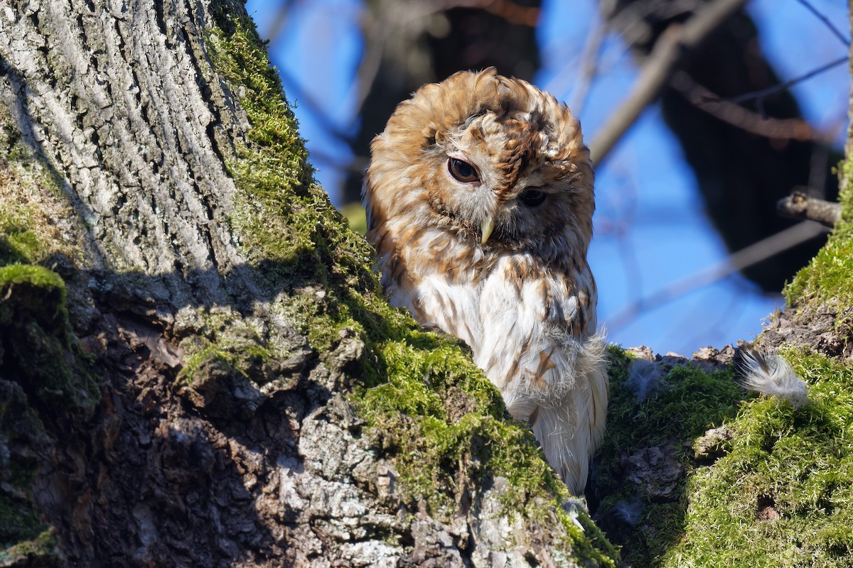 モリフクロウ - ML645122554