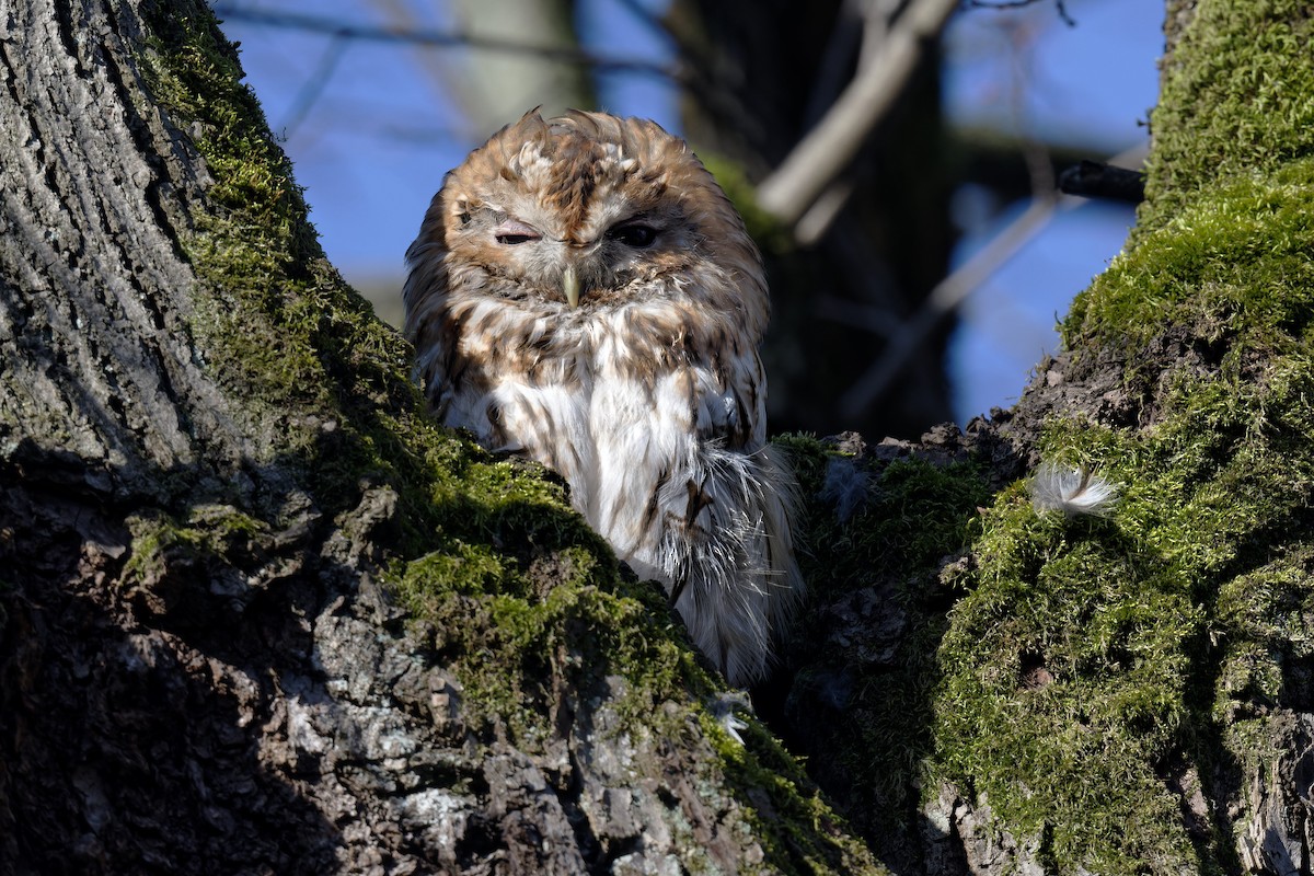 モリフクロウ - ML645122559