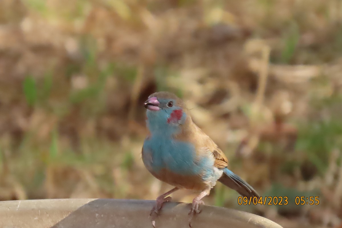 セイキチョウ - ML645122563