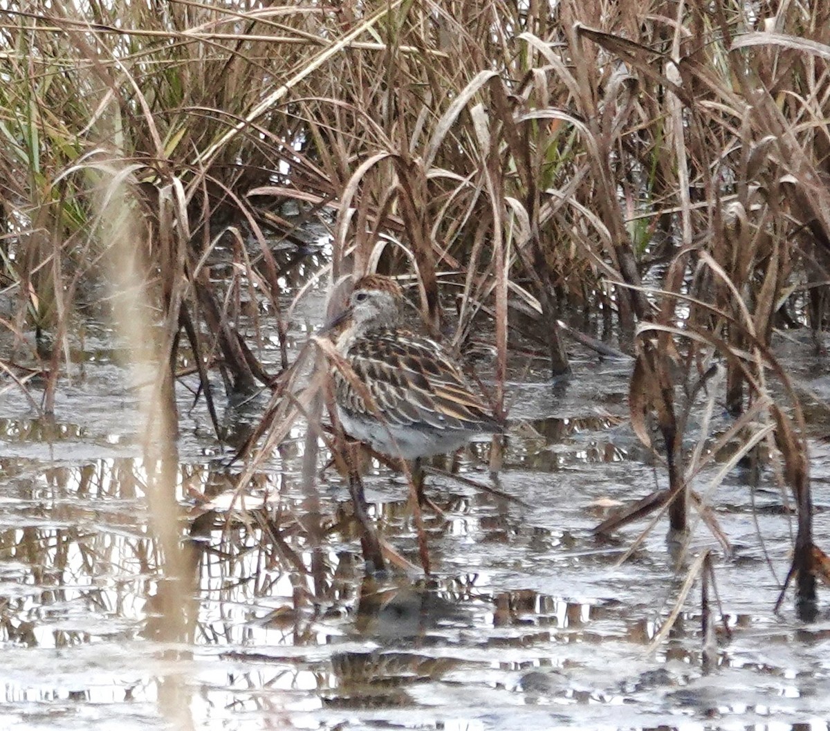 Sharp-tailed Sandpiper - ML645122601