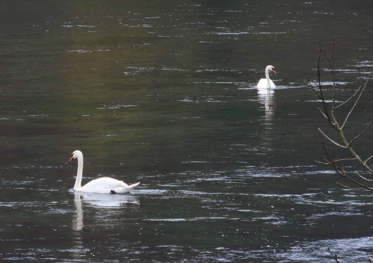 Лебідь-шипун - ML645122607