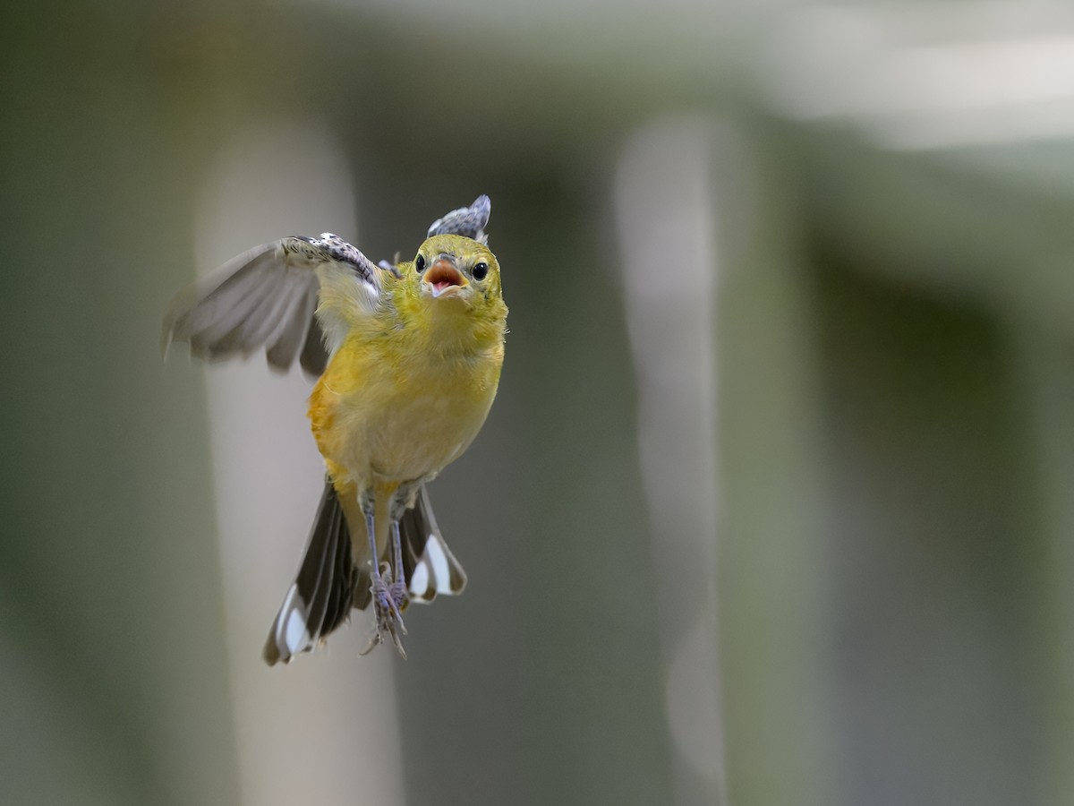 Bay-breasted Warbler - ML645122609