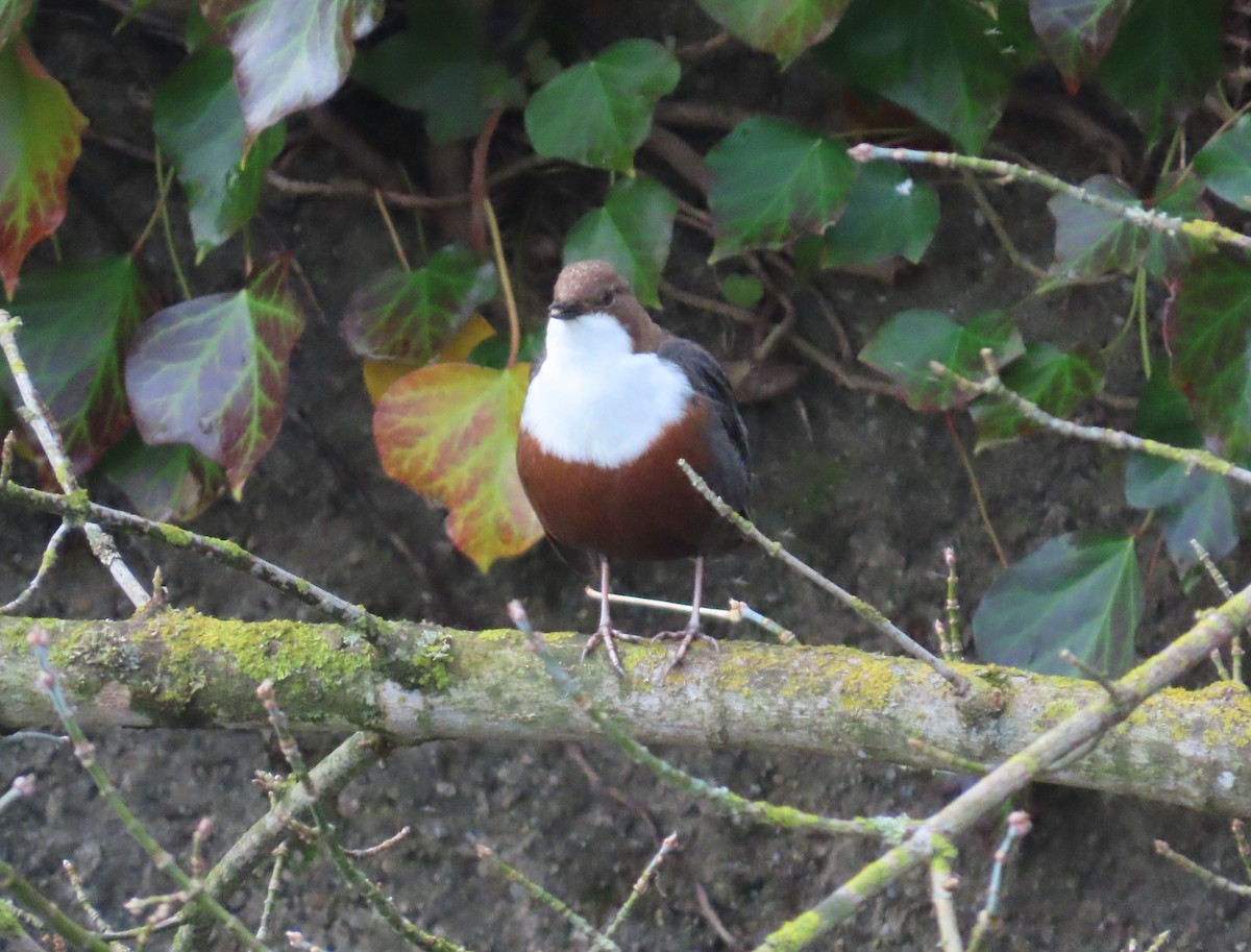 White-throated Dipper - ML645122617